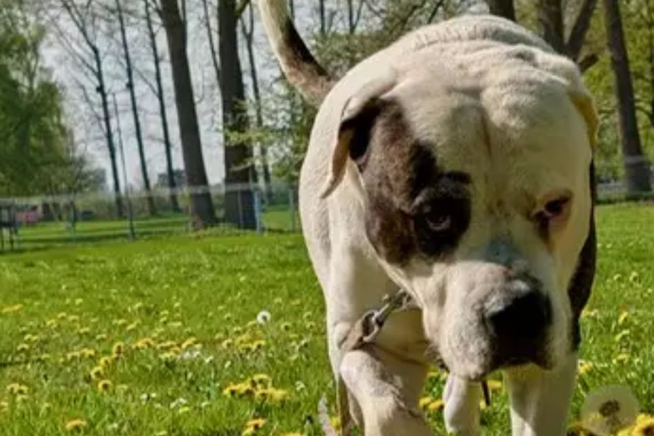 Él todavía se comporta como un cachorro en muchos aspectos: el fornido Rizzle aspira a un final feliz