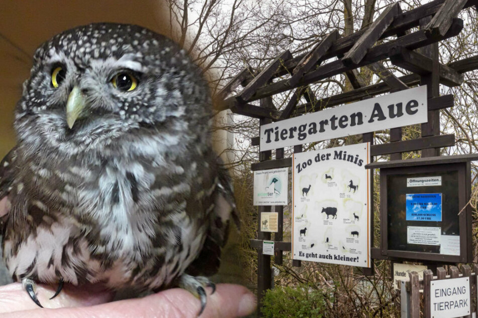 Sperlingskauz "Anton" ist das neue Maskottchen vom "Zoo der Minis". (Bildmontage)