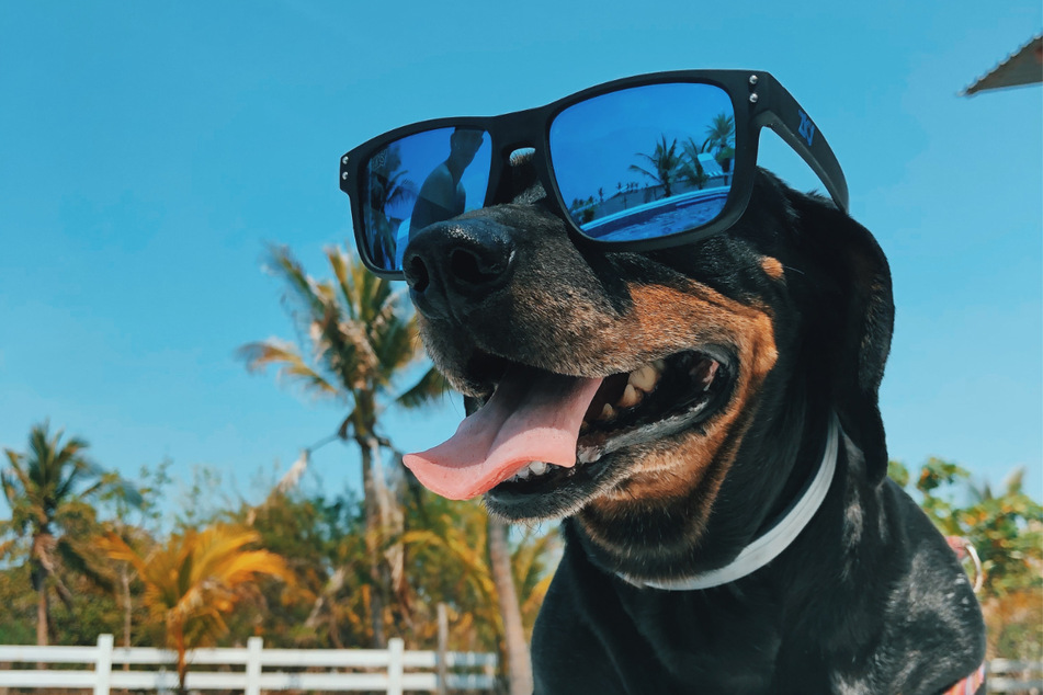 Dogs may look cute wearing human sunglasses, but they'll likely fall right off. Specific dog sunglasses are a better bet.