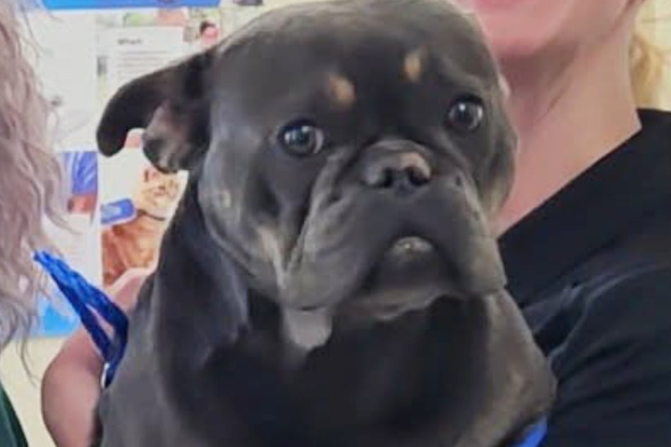 Rüde Toussaint trug zahlreiche Geheimnisse mit sich herum, als er ins Tierheim kam.