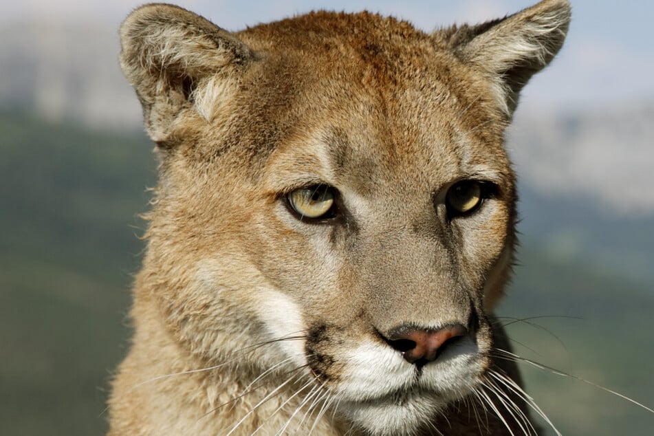 Brüder auf der Jagd von Puma attackiert: Einer überlebt Tier-Angriff nicht