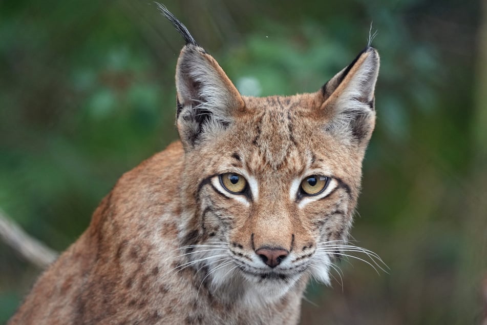 Der Luchs war erst wenige Wochen wieder in der Natur gewesen. (Symbolfoto)