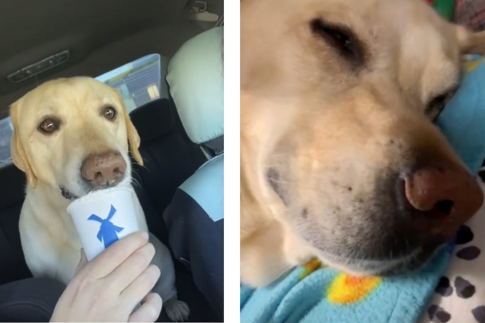 Dog owner refuses to clean car of past puppy memories in heartbreaking TikTok