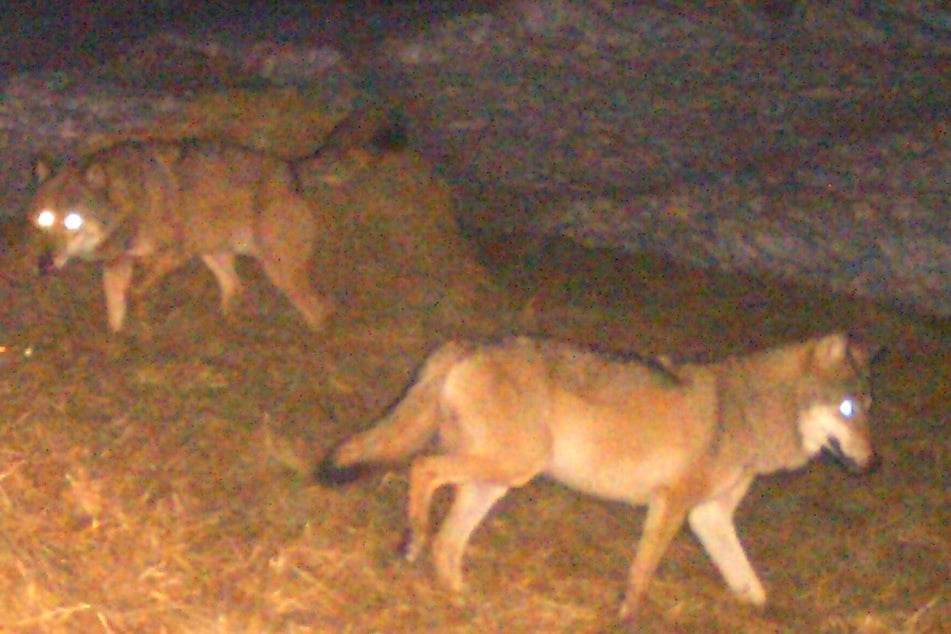 Zwei Wölfe werden in der Region am Schluchsee von einer Fotokamera aufgenommen. Das Foto heizt die Diskussion über die Gefahren einer Rudelbildung an.