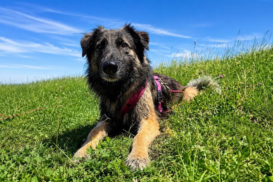 Schäferhund-Mix Ela sucht verantwortungsbewusste Halter.