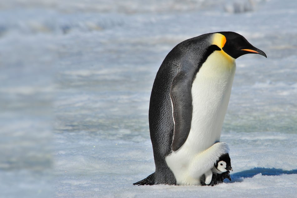 Lachende Haie und pinkelnde Pinguine: Wahl zum lustigsten Tierbild des Jahres steht an