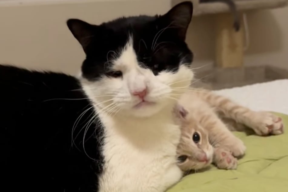 Stubentiger Wallace und Babykater Charlie sind ein Herz und eine Seele.