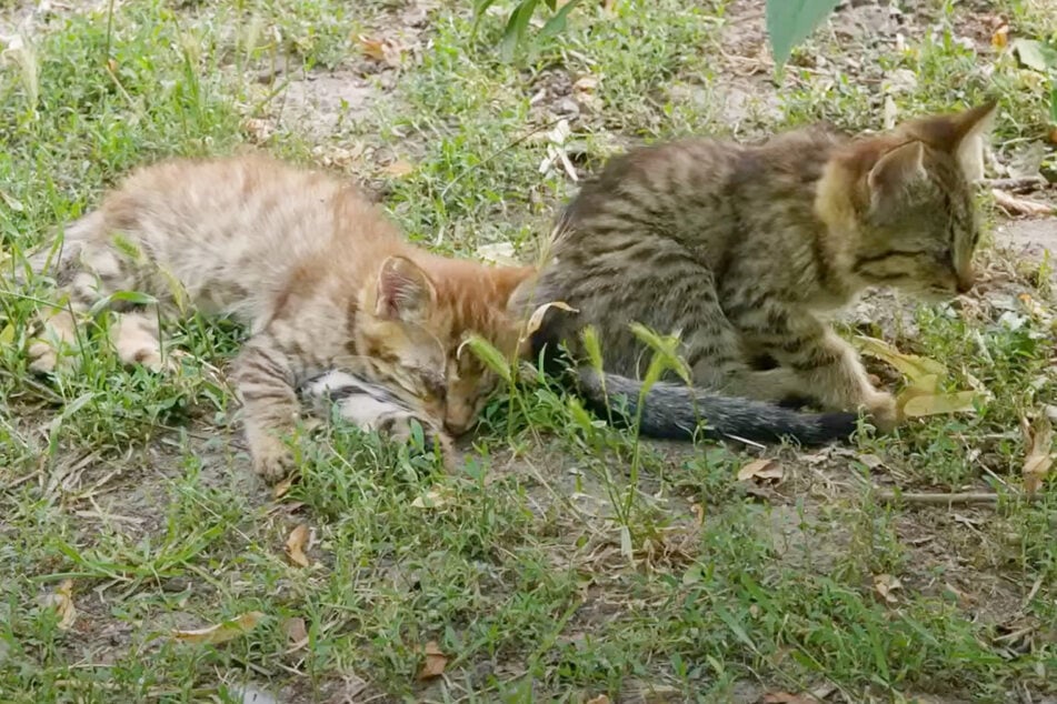 Diese kleinen jungen Katzen waren schwer angeschlagen, als sie aus dem Zoo gerettet wurden.