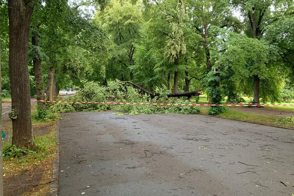 Im Clara-Zetkin-Park war ebenfalls ein Baum umgestürzt.