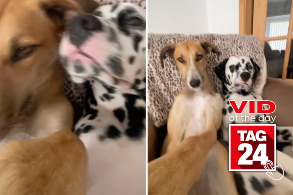 viral videos: Viral Video of the Day for September 24, 2023: Doggy duo takes on TikTok "tube girl" trend