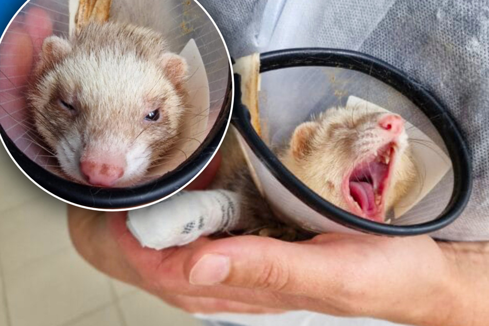 Grausame Tierquälerei in Leipzig: Frettchen aus Fenster im 4. Stock geworfen!