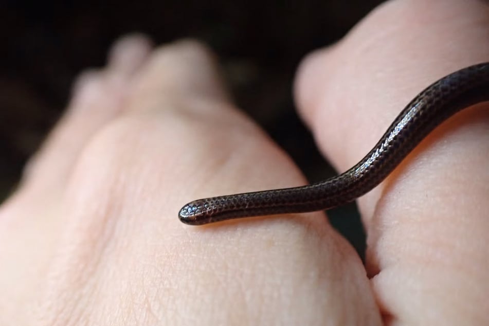 Die Schlange ist so klein, dass sie schnell mit einem Wurm verwechselt werden könnte.