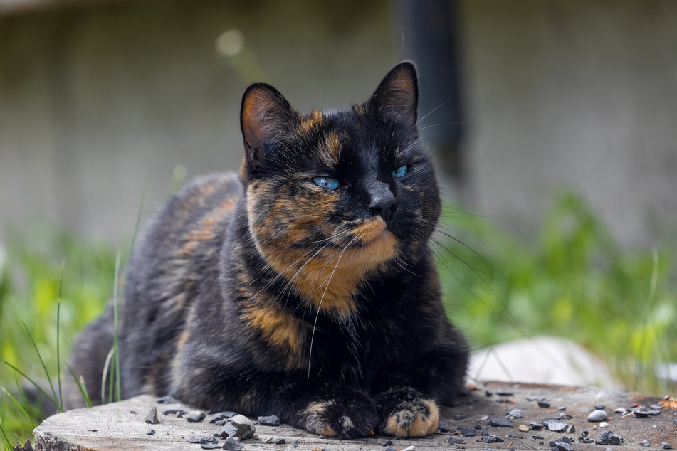 Tortoiseshell cats have a coat that resembles the shell of a tortoise.