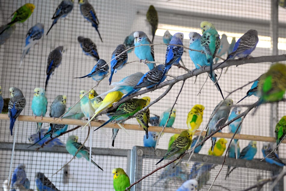 Der Vogel befindet sich aktuell im Tierheim Bremerhaven am Vieländer Weg. (Symbolbild)