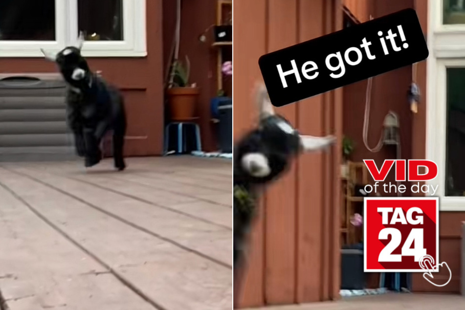 viral videos: Viral Video of the Day for June 28, 2023: Lovable goat lady gives a helping hand!