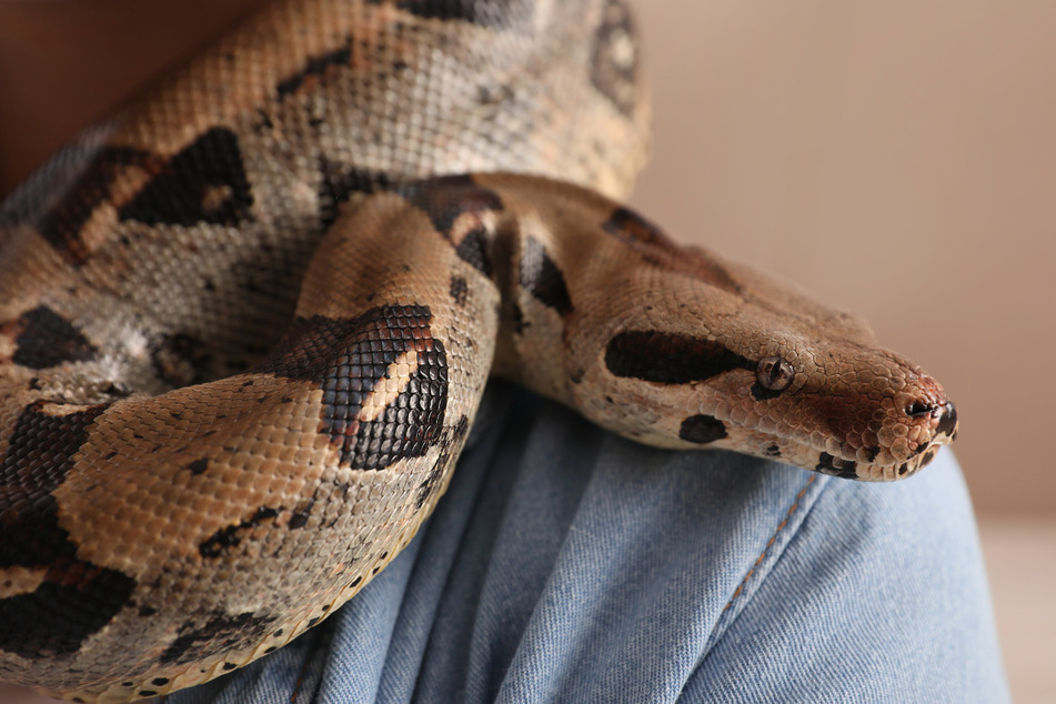 Mehr als 125 Schlangen, zum Teil auch giftige, wurden bei einem verstorbenen Mann aufgefunden. (Symbolbild)