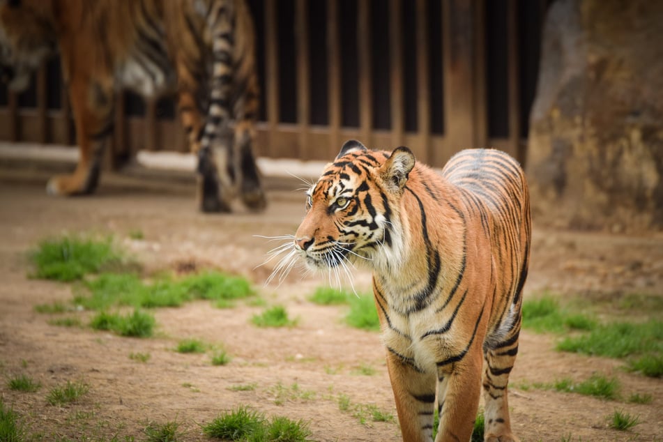 Der Tiger attackierte den Mann von hinten und fügte ihm tödliche Verletzungen zu. (Symbolfoto)