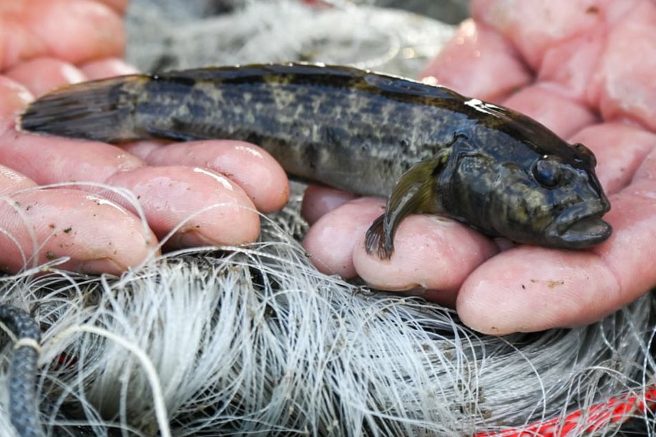 Ein Fang-Wettbewerb zum Töten der invasiven Fische sorgt für Kritik und eine Anzeige. (Symbolfoto)