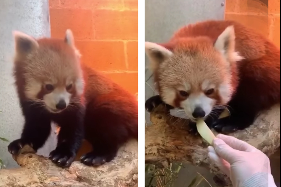 Red panda on the run makes sneaky escape from the zoo