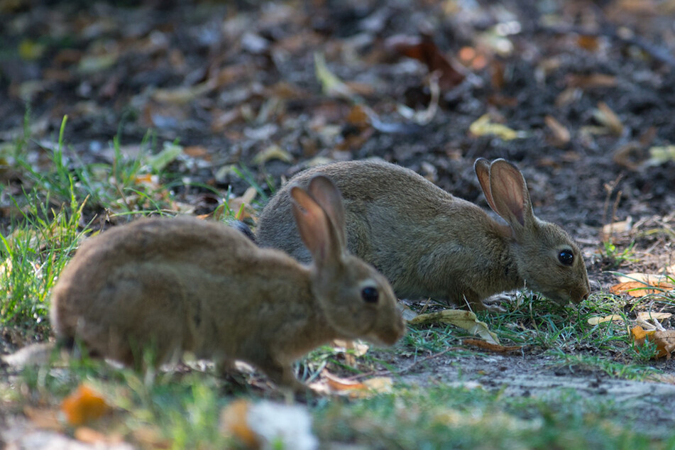 Mehr als 1000 Kaninchen sollen in dem Park in Ingolstadt leben. (Symbolbild)
