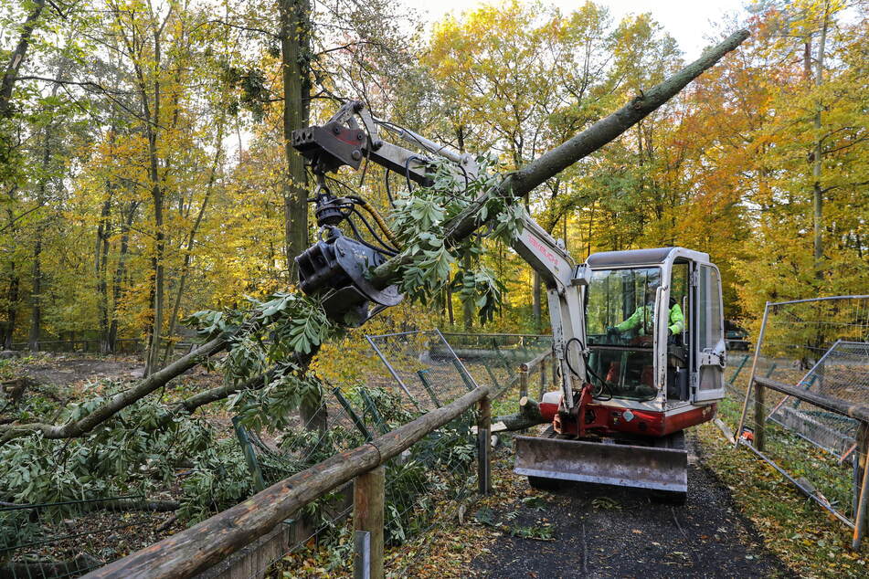 Der Sturm hat auch im Wildgehege einige Schäden hinterlassen.