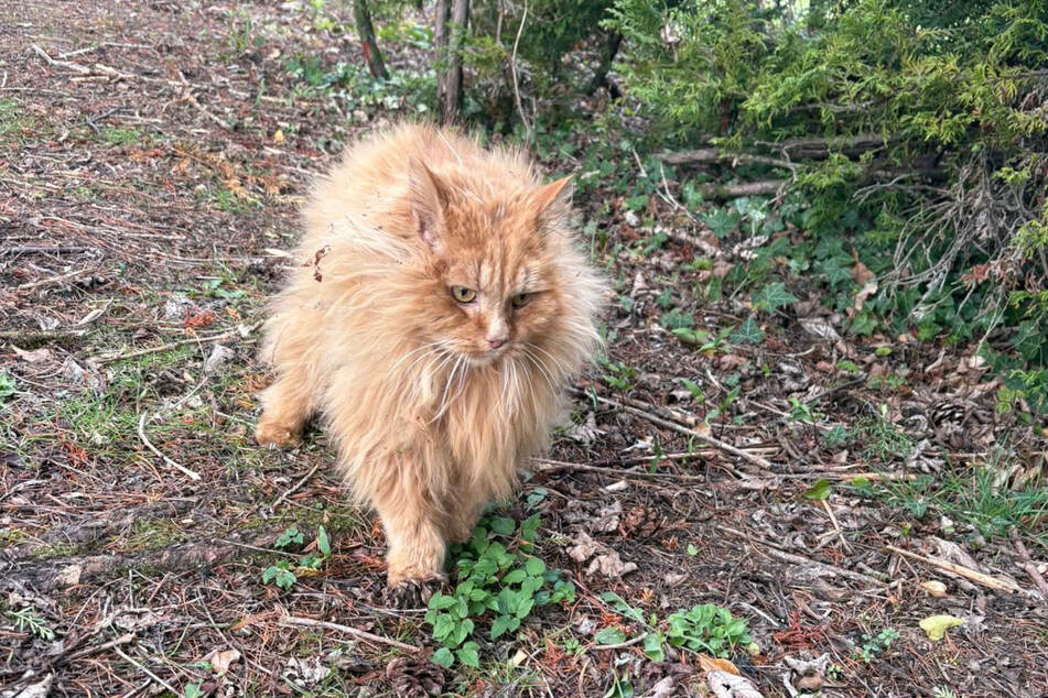 Wer lief denn da so zerzaust durchs schottische Forres?