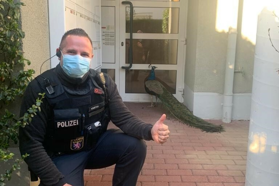 Während der Pfau im Hintergrund seelenruhig vor einer Haustür im hessischen Kriftel verharrt, fanden die Beamten der Polizei noch Zeit für ein Foto.