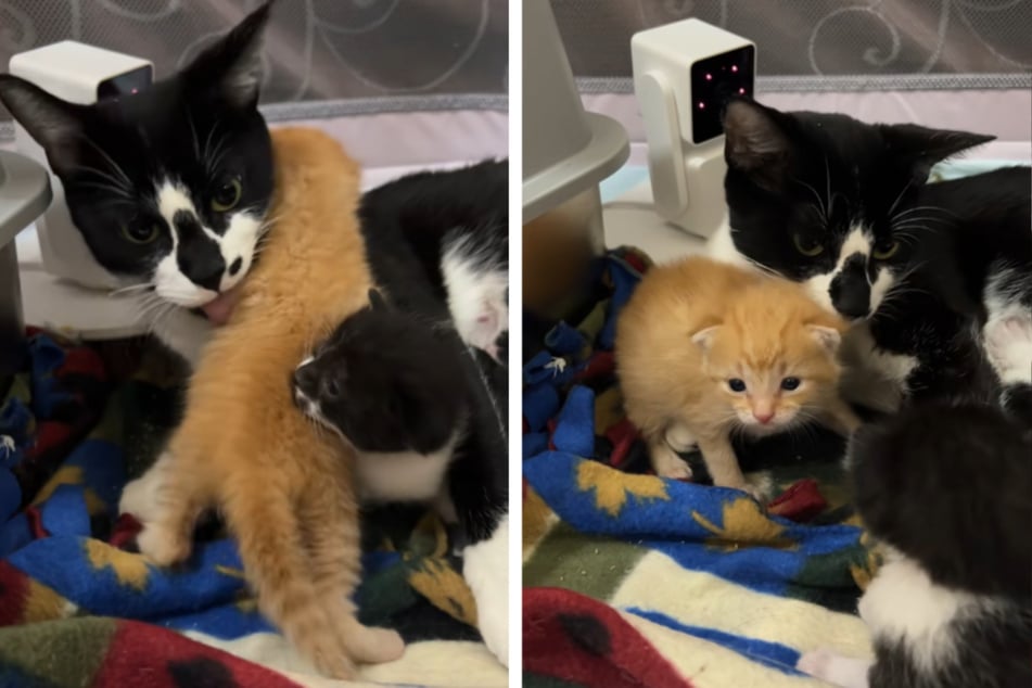 Una gata madre recibe a un cachorro ajeno: los espectadores no pueden creer su reacción.