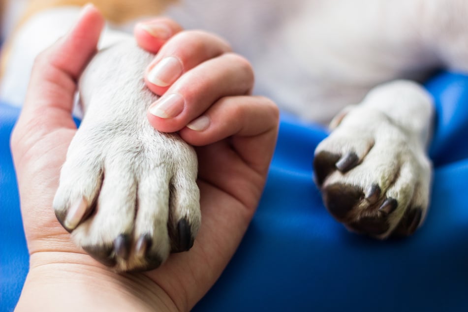 Tierärzte versuchen, dem Syndrom auf den Grund zu gehen. Hundehalter können derweil mit einem Fragebogen unterstützen. (Symbolbild)