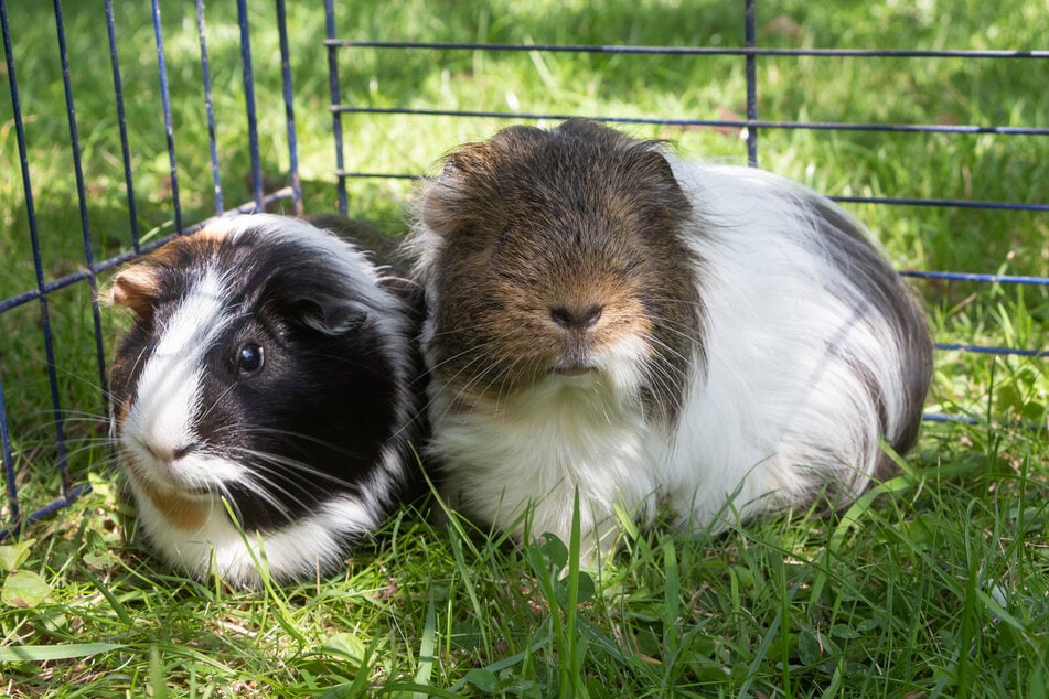 Ist es zu warm und sonnig, suchen Meerschweinchen schattige Plätze auf.