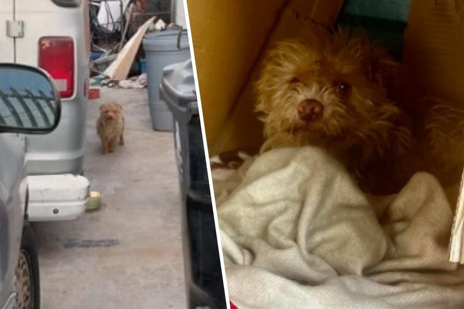 Feisty stray dog won't let anyone rescue him except for his best friend