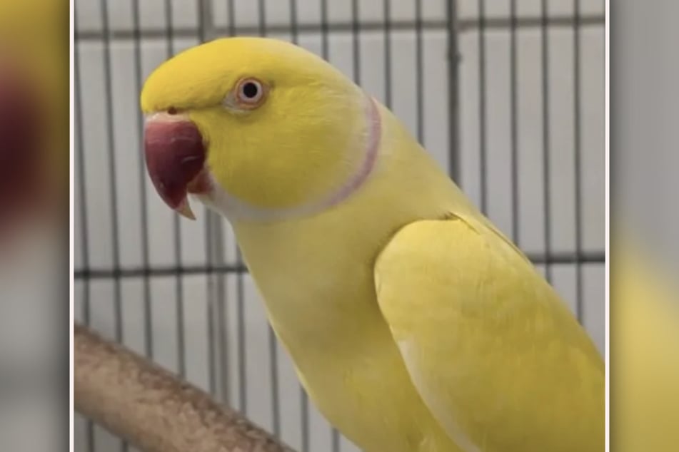 Flo wartet im Leipziger Tierheim auf seine zweite Chance.