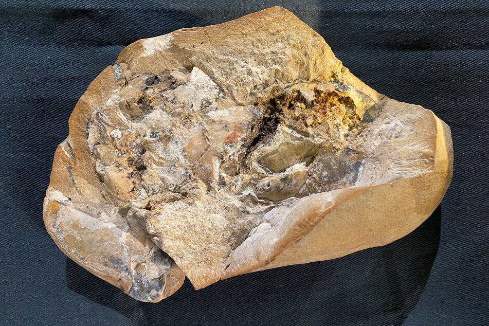 A fossil of an ancient armored fish, called an arthrodire, that lived 380 million years ago in the Gogo Formation in Western Australia's Kimberley region is seen on display at the Western Australian Museum in Perth.
