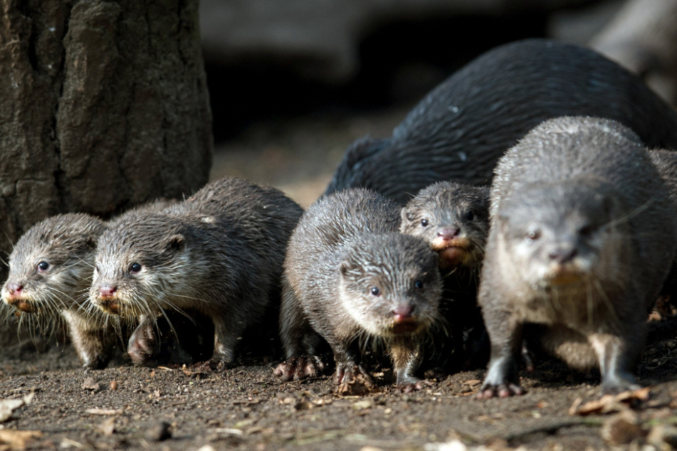 Besucher können ab Montag wieder Otter und andere Tiere im Tierpark Neumünster sehen. (Archivbild)