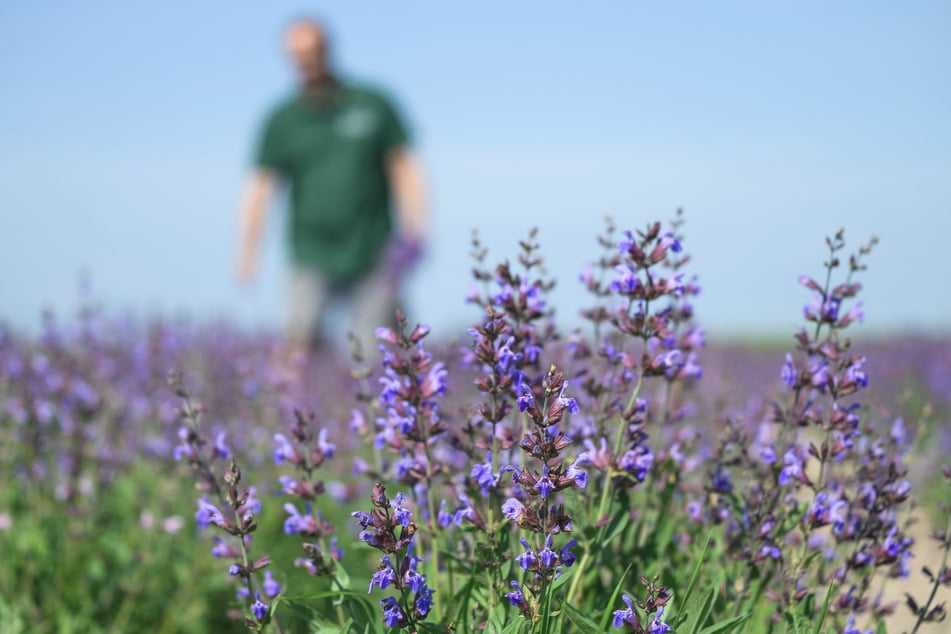 In sattem Lila leuchten die Blüten der Salbeipflanze.