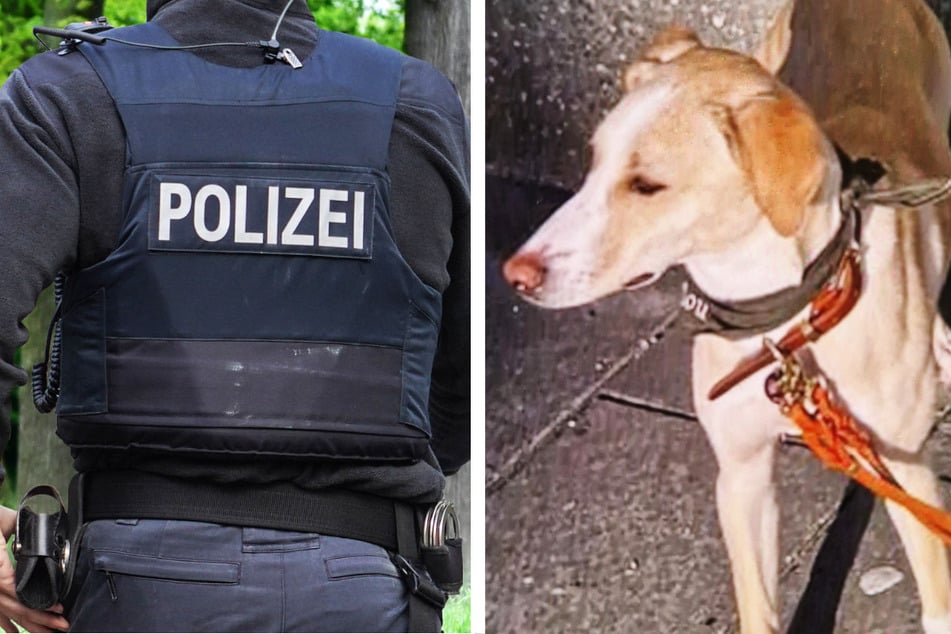 Hunde-Dame "Malu" verschwand nach schwerem Cabrio-Unfall, so wurde sie gerettet