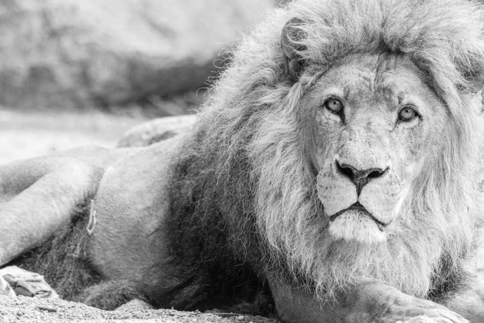 Nur drei Monate nach dem Tod seiner Mutter: Löwe Nawiri gestorben