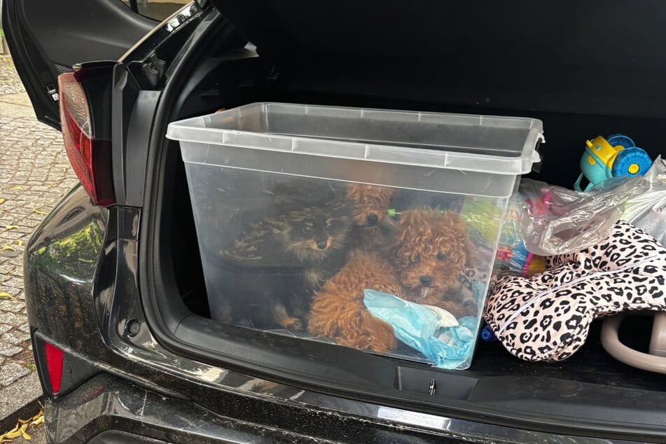 PETA fordert nach dem Einsatz Konsequenzen für den Handel mit Tieren im Netz.