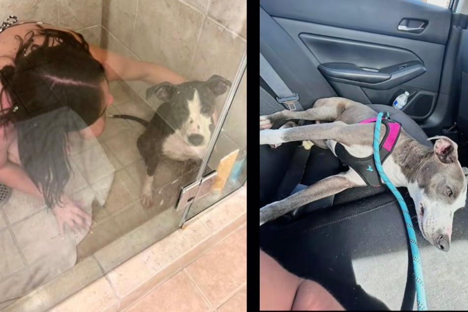 Für den Vierbeiner gab es erstmal eine ausgiebige Dusche, später ging es im Auto zum Tierarzt.