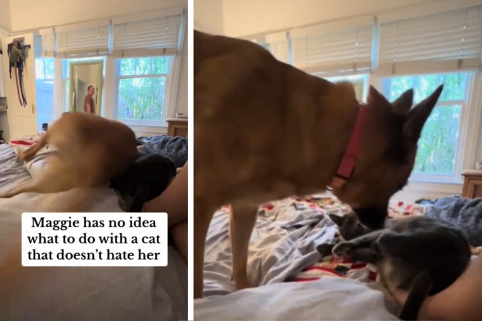 Dog pounces on cat in hilarious failed attempt at bonding!