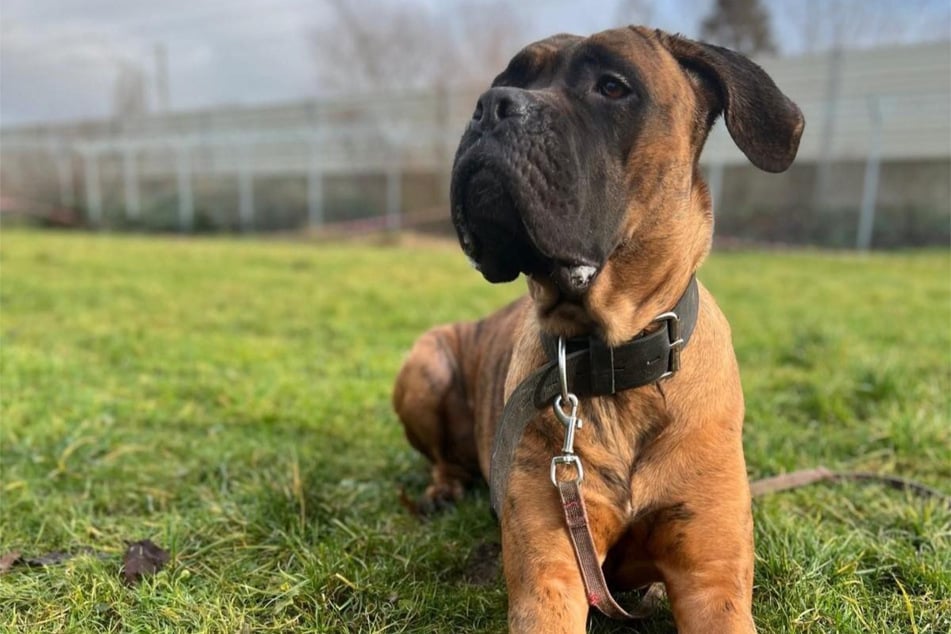 Vertrauenspersonen gegenüber ist die Fellnase sehr anhänglich, mit Fremden und anderen Hunden hat sie aber Probleme.