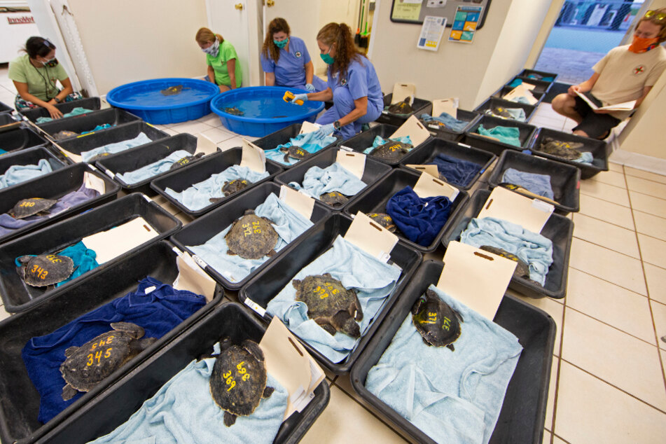 Mitarbeiter des ansässigen Schildkrötenkrankenhauses kümmern sich um die unterkühlten Atlantik-Bastardschildkröten.