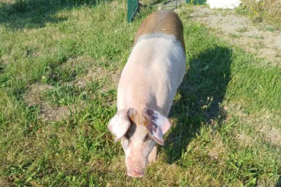 Mit anderen Schweinen auf der Wiese zu toben, ist Fritzis großer Wunsch.