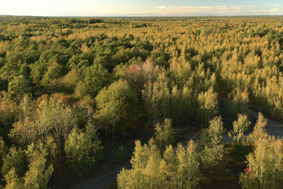 Aktueller Blick vom Haselbergturm: Die Natur eroberte sich ihren Platz zurück, bildete einen neuen Wald aus.