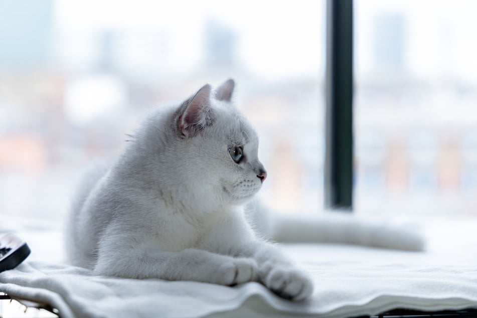 British shorthairs are often thought of as black, but they are also some of the cutest white cats.