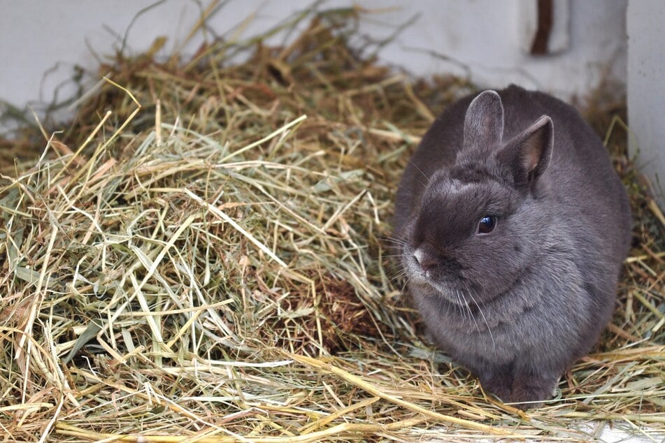 Manchmal hören sich Kaninchen wie eine gurrende Taube an.