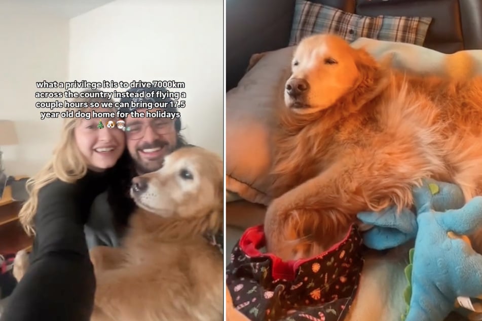 Dog owners drive over 4,000 miles so senior golden retriever can enjoy holidays with family!