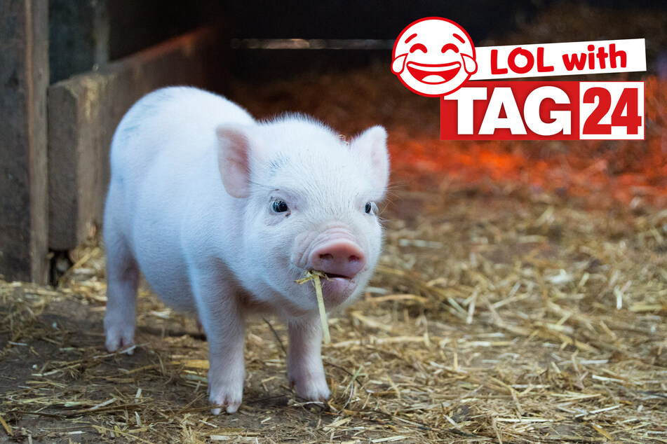 Today's Joke of the Day might make you "oink" with the giggles.