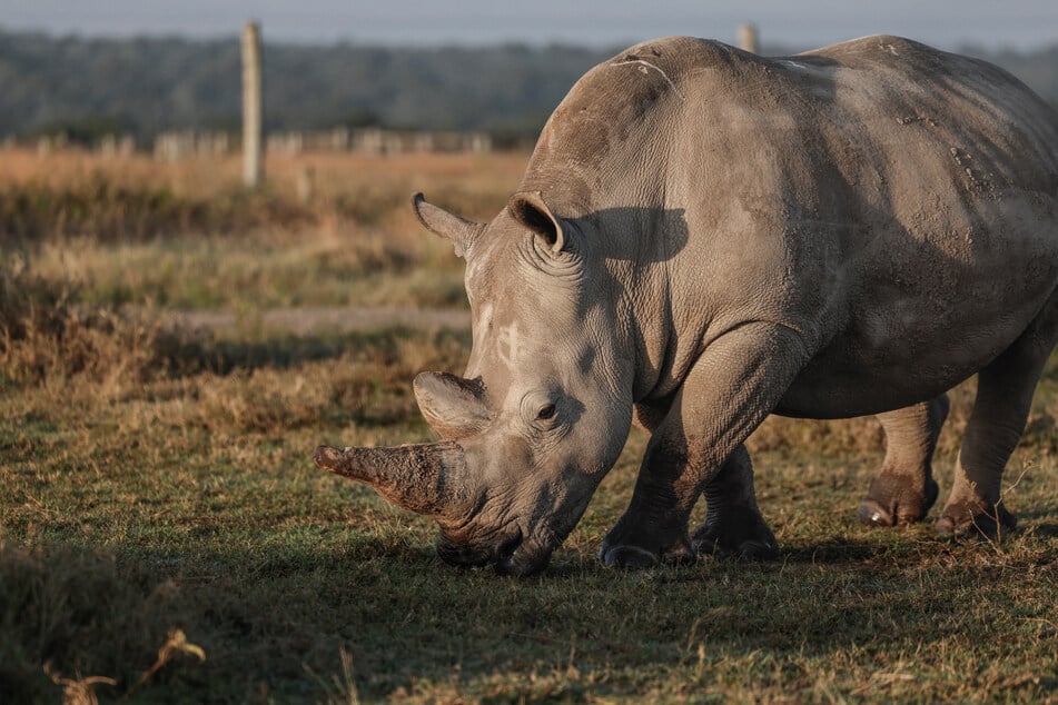 One of the last two northern white rhinos in the world, 24-year old-Fatu, grazes in Ol Pejeta conservancy, Laikipia county, on February 6.