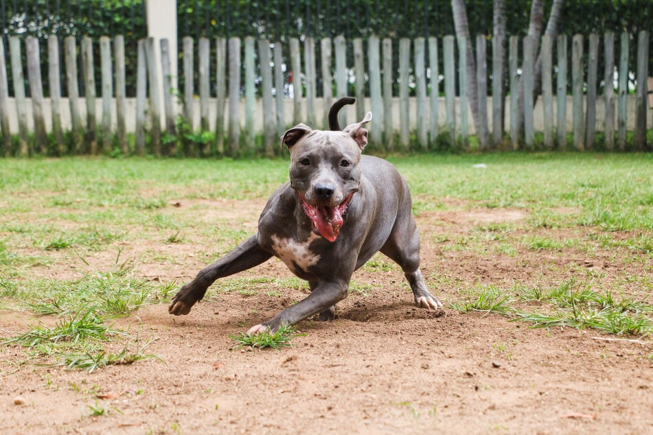 Der Pitbull wurde in Gewahrsam genommen. Was nun mit ihm passieren wird, ist bisher unklar. (Symbolbild)